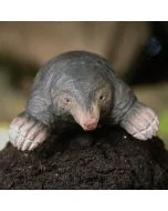 DecoAnimal Mol van Wildlife Garden op donkere tuinaarde, van voren gefotografeerd met roze snuit, kleine ogen en brede graafpoten.