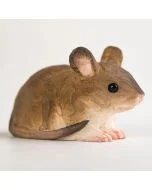 Bruine houten muis met een afgerond lichaam en lange dunne staart, gefotografeerd van dichtbij met opvallende zwarte kraalogen en roze binnenoren.