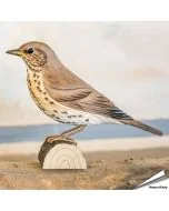 Zanglijster (Turdus philomelos) - Decobird van Wildlife Garden - Koop online op Aniculis