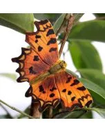 Decoratieve houten vlinder in de vorm van een gehakkelde aurelia, met feloranje vleugels, onregelmatige zwarte vlekken en diep ingesneden vleugelranden tussen planten.