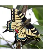 Houten Koninginnenpage vlinder van Wildlife Garden tussen takken en bladeren, met een opvallend zwart-geel vleugelpatroon, turquoise tekening en rode vlekken op de achtervleugels.