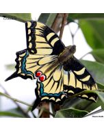 DecoButterfly Koninginnenpage van Wildlife Garden. Handgesneden houten koelkastmagneet met geel-zwarte vleugels, blauwe details en lange staartjes.