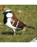 Decor Bird - Huismus (metaal)