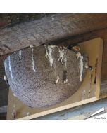 Nestkast voor de boerenzwaluw ✔️ Gemaakt van duurzaam houtbeton ✔️ Aanbevolen door Vogelbescherming NL ✔️ Bestel nu op www.aniculis.nl