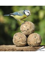 Insectenvet-Mezenbollen ✔️ Energie- en eiwitrijke vetbollen zonder net ✔️ Hoog vetgehalte ✔️ Geschikt voor het hele jaar ➤ Bestel direct online op www.aniculis.nl