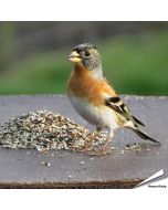 Speciaal voer van Aniculis voor de goudvink en andere vinkensoorten ✔️ Natuurlijke mengeling van zaden en bessen ✔️ Het hele jaar door te voeren ➤ Bestel nu direct op www.aniculis.nl