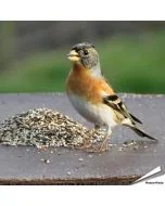 Speciaal voer van Aniculis voor de goudvink en andere vinkensoorten ✔️ Natuurlijke mengeling van zaden en bessen ✔️ Het hele jaar door te voeren ➤ Bestel nu direct op www.aniculis.nl