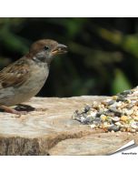 Tarwe-vrij - Premium Vogelvoeder-Mix (1 kg)