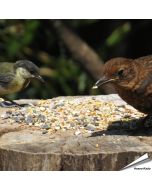 Tarwevrij wildvogelvoer van premium kwaliteit ✔️ Evenwichtige voedermengeling voor wilde vogels ✔️ Het hele jaar door – Voor tuinvogels ➤ Online kopen bij Aniculis