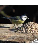 Zonnebloemkernen (gepelde zonnebloempitten) voor vogels ✔️ Veel energie, geen rommel, rijk aan olie en eiwit ✔️ Onkruidvrij ➤ Bestel nu op www.aniculis.nl