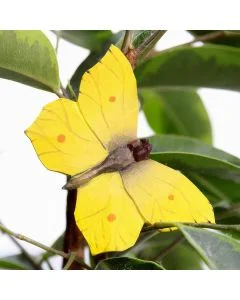 Houten DecoButterfly Citroenvlinder van Wildlife Garden met felgele vleugels, oranje stippen en bruine vleugeladers, gefotografeerd tussen groene plantenbladeren.