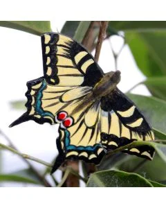 Houten Koninginnenpage vlinder van Wildlife Garden tussen takken en bladeren, met een opvallend zwart-geel vleugelpatroon, turquoise tekening en rode vlekken op de achtervleugels.