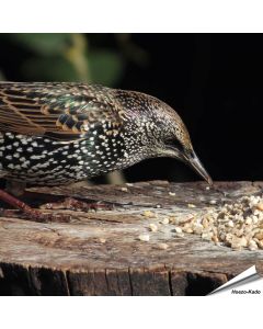 Mix voor kleine vogels - No Mess (2 kg)