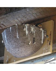 Nestkast voor de boerenzwaluw ✔️ Gemaakt van duurzaam houtbeton ✔️ Aanbevolen door Vogelbescherming NL ✔️ Bestel nu op www.aniculis.nl
