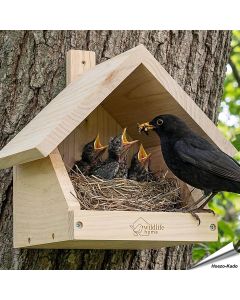 Nestkast voor merels ✔️ Onbehandeld massief hout ✔️ Geschikt voor halfholenbroeders ✔️ Weerbestendig ➤ Koop nu bij Aniculis