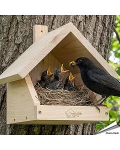 Nestkast voor merels ✔️ Onbehandeld massief hout ✔️ Geschikt voor halfholenbroeders ✔️ Weerbestendig ➤ Koop nu bij Aniculis
