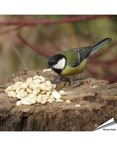 Uiterst hoogwaardige, geblancheerde pinda’s voor vogels ✔️ Rijk aan vezels, oliën en eiwitten ✔️ Energierijk vogelvoer voor het hele jaar ➤ Bestel bij www.aniculis.nl
