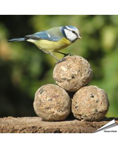 Insectenvet-Mezenbollen ✔️ Energie- en eiwitrijke vetbollen zonder net ✔️ Hoog vetgehalte ✔️ Geschikt voor het hele jaar ➤ Bestel direct online op www.aniculis.nl