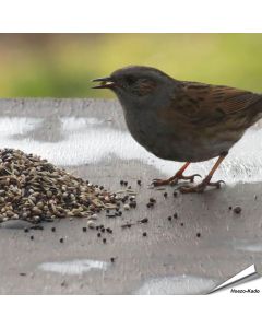 Premium vogelvoer - Tuinvogels (2 kg)
