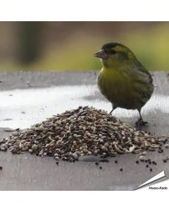 Premium vogelvoer voor tuinvogels ✔️ Veelzijdige zadenmix ✔️ Rijk aan energie en voedingsstoffen ✔️ Fijne structuur ✔️ 100% natuurlijk ➤ Bestel nu direct op www.aniculis.nl