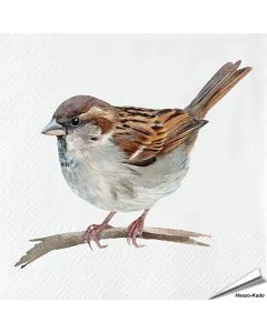 Servetten Huismus | 20 stuks | FSC & 3-laags | Aniculis