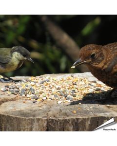 Tarwevrij wildvogelvoer van premium kwaliteit ✔️ Evenwichtige voedermengeling voor wilde vogels ✔️ Het hele jaar door – Voor tuinvogels ➤ Online kopen bij Aniculis