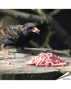 Traktatie met bessen voor Spreeuwen