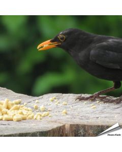 Traktatie met insecten (1.5 kg in zak)