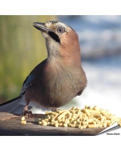 Traktatie met insecten (12.55 kg)