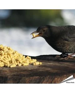 Vet traktraties met Insecten