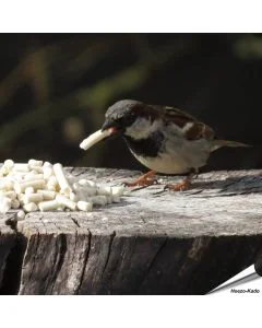 Traktatie met meelwormen (1.5 kg)