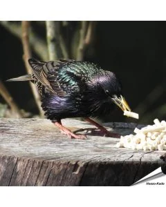 Vetkorrels met meelwormen voor Spreeuwen