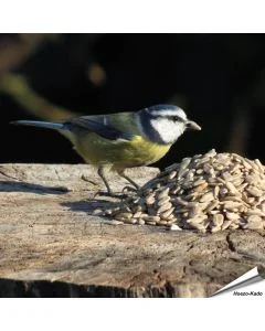 Zonnebloemkernen (gepelde zonnebloempitten) voor vogels ✔️ Veel energie, geen rommel, rijk aan olie en eiwit ✔️ Onkruidvrij ➤ Bestel nu op www.aniculis.nl