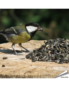 Hoogwaardige zwarte zonnebloempitten ✔️ Zeer geliefd vogelvoer bij tuinvogels ✔️ Rijk aan onverzadigde oliën en eiwitten ➤ Bestel online op www.aniculis.nl