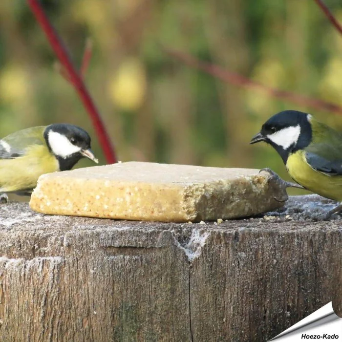 Ben je een vogelliefhebber en op zoek naar een gezonde en lekkere traktatie voor je gevogelde vrienden? Kijk dan niet verder! Onze vegetarische vetblokken zijn gemaakt van plantaardig vet en pinda's, waardoor je vogels een voedzame/lekkere snack krijgen