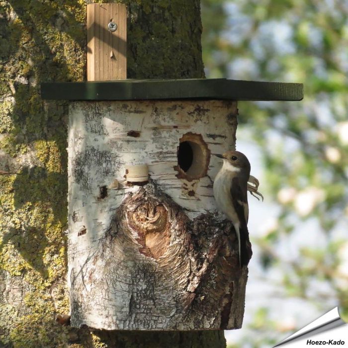 Natuurlijke berken nestkast met 32 mm invliegopening voor mezen en andere holenbroeders. Perfecte nestplek voor tuinvogels in de tuin ➤ Aniculis Shop