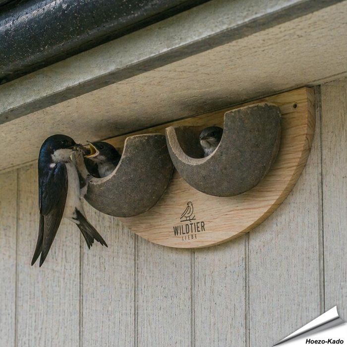 Dubbele Nestkast voor de Huiszwaluw ✔️ 100% Natuurlijke materialen ✔️ Twee grote nestschalen ✔️ Duurzaam en Weerbestendig ✔️Help de huiszwaluwpopulatie ➤ Koop nu in onze onlineshop