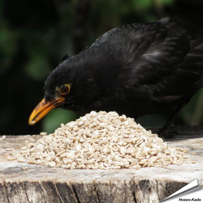 Gehakte zonnebloemkernen (gepelde zonnebloempitten) voor vogels - Aniculis