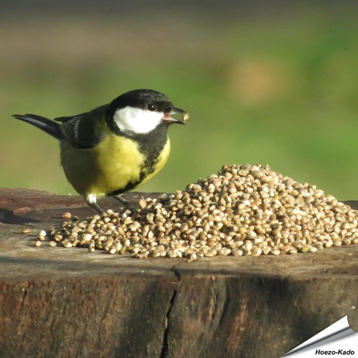 Kempzaad - Tuinvogelvoer voor wilde vogels - Aniculis.NL