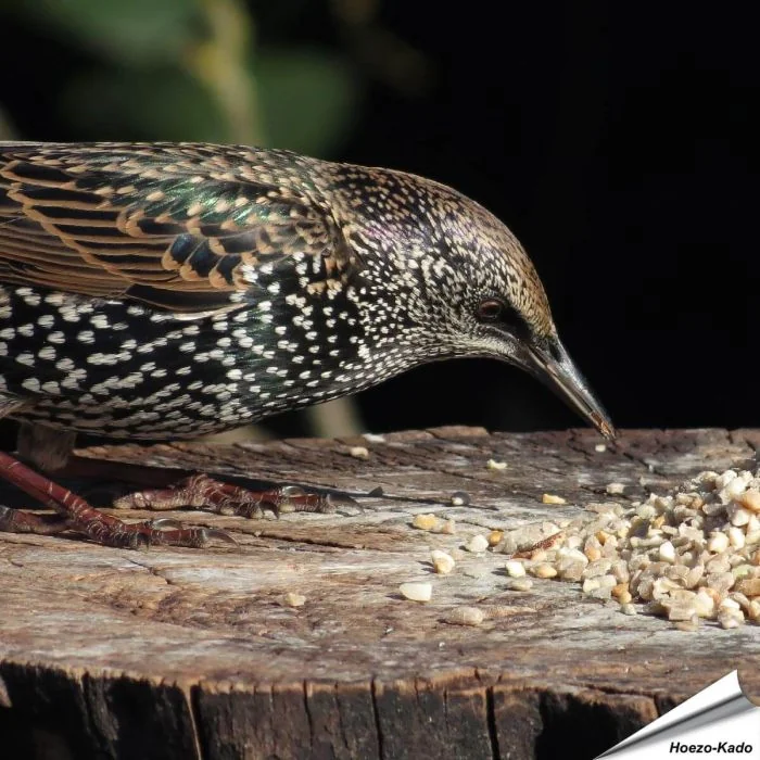 Mix voor kleine vogels - No Mess (12.55 kg)