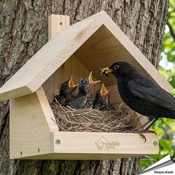 Nestkast voor merels ✔️ Onbehandeld massief hout ✔️ Geschikt voor halfholenbroeders ✔️ Weerbestendig ➤ Koop nu bij Aniculis