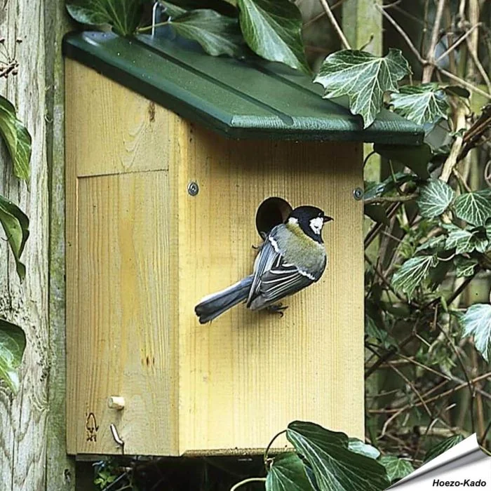 Observatienestkast met plexiglas venster ✔️ 34mm invliegopening voor o.a. mussen ✔️ Aanbevolen door Vogelbescherming NL ➤ Nu bij Aniculis