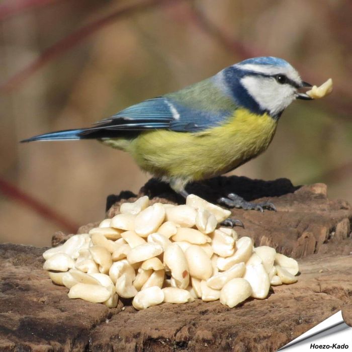 Uiterst hoogwaardige, geblancheerde pinda’s voor vogels ✔️ Rijk aan vezels, oliën en eiwitten ✔️ Energierijk vogelvoer voor het hele jaar ➤ www.aniculis.nl