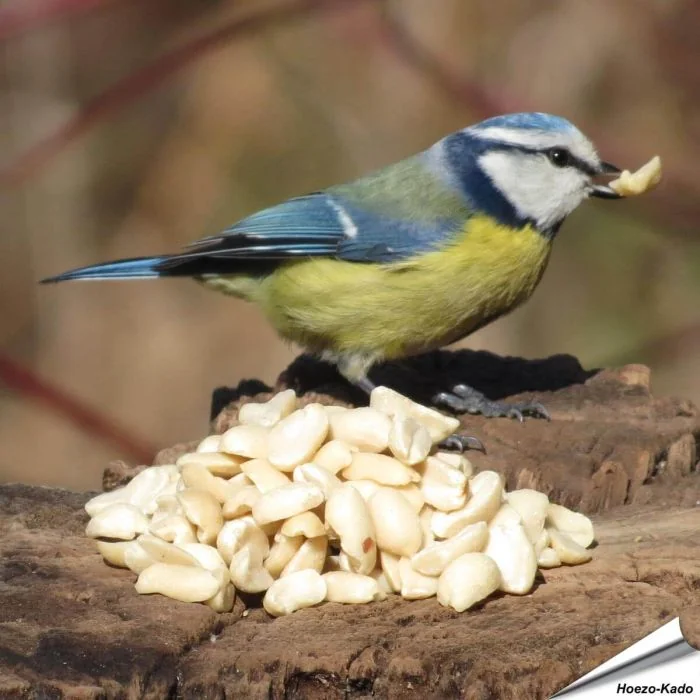 Uiterst hoogwaardige, geblancheerde pinda’s voor vogels ✔️ Rijk aan vezels, oliën en eiwitten ✔️ Energierijk vogelvoer voor het hele jaar ➤ www.aniculis.nl