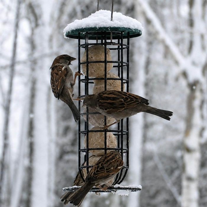 Metalen vetbolhouder voor vogels - Aniculis Webshop