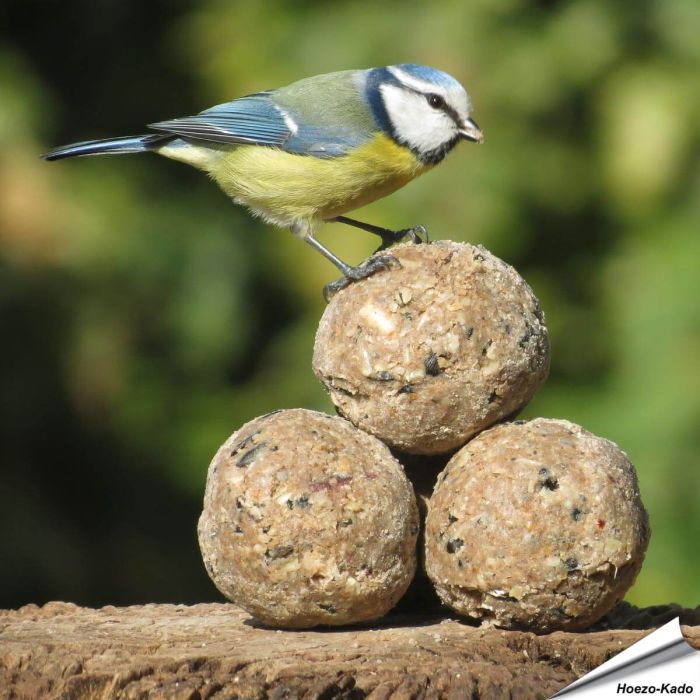 Insectenvet-Mezenbollen ✔️ Energie- en eiwitrijke vetbollen zonder net ✔️ Hoog vetgehalte ✔️ Geschikt voor het hele jaar ➤ Bestel direct online op www.aniculis.nl