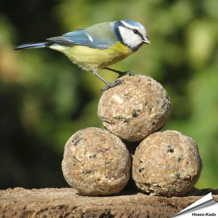 Insectenvet-Mezenbollen ✔️ Energie- en eiwitrijke vetbollen zonder net ✔️ Hoog vetgehalte ✔️ Geschikt voor het hele jaar ➤ Bestel direct online op www.aniculis.nl