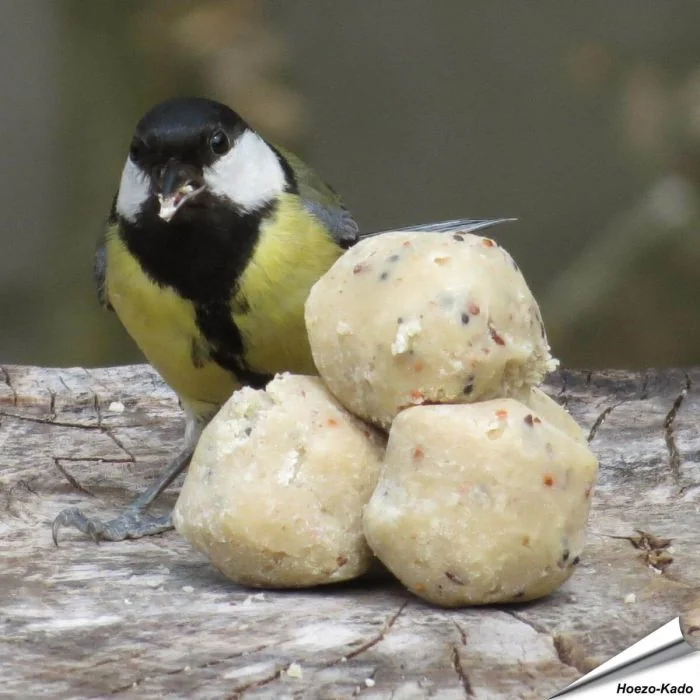 Kleine vetbollen voor wilde vogels - Tuinvogelvoer - Aniculis Shop