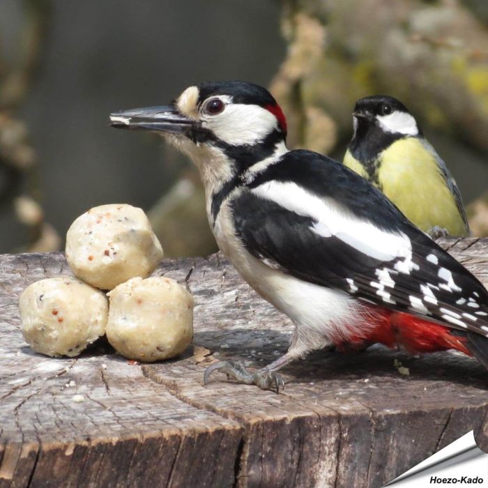 Kleine mezenbollen voor wilde vogels - Tuinvogelvoer - Aniculis