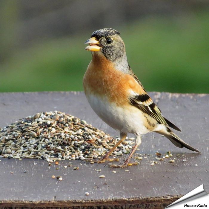 Speciaal voer van Aniculis voor de goudvink en andere vinkensoorten ✔️ Natuurlijke mengeling van zaden en bessen ✔️ Het hele jaar door te voeren ➤ Bestel nu direct op www.aniculis.nl